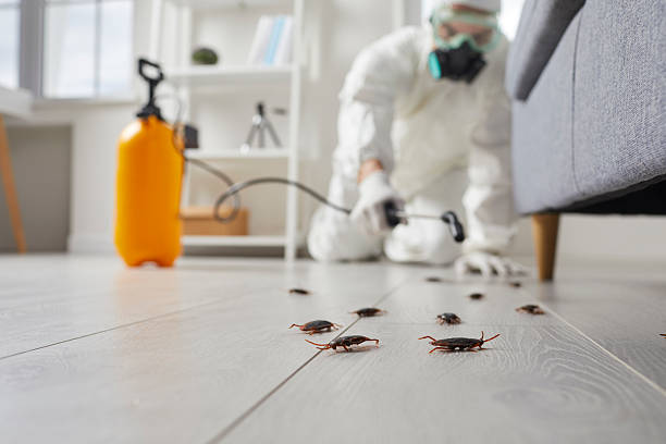 Commercial Kitchen Cockroach Control in Woodsboro